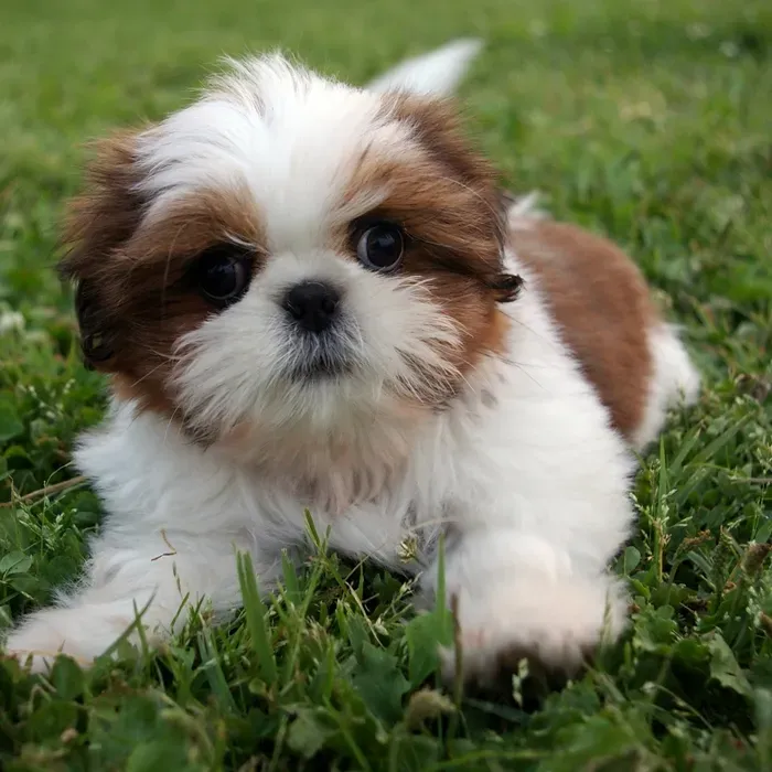 시츄 분양 가격 성격 장단점_2