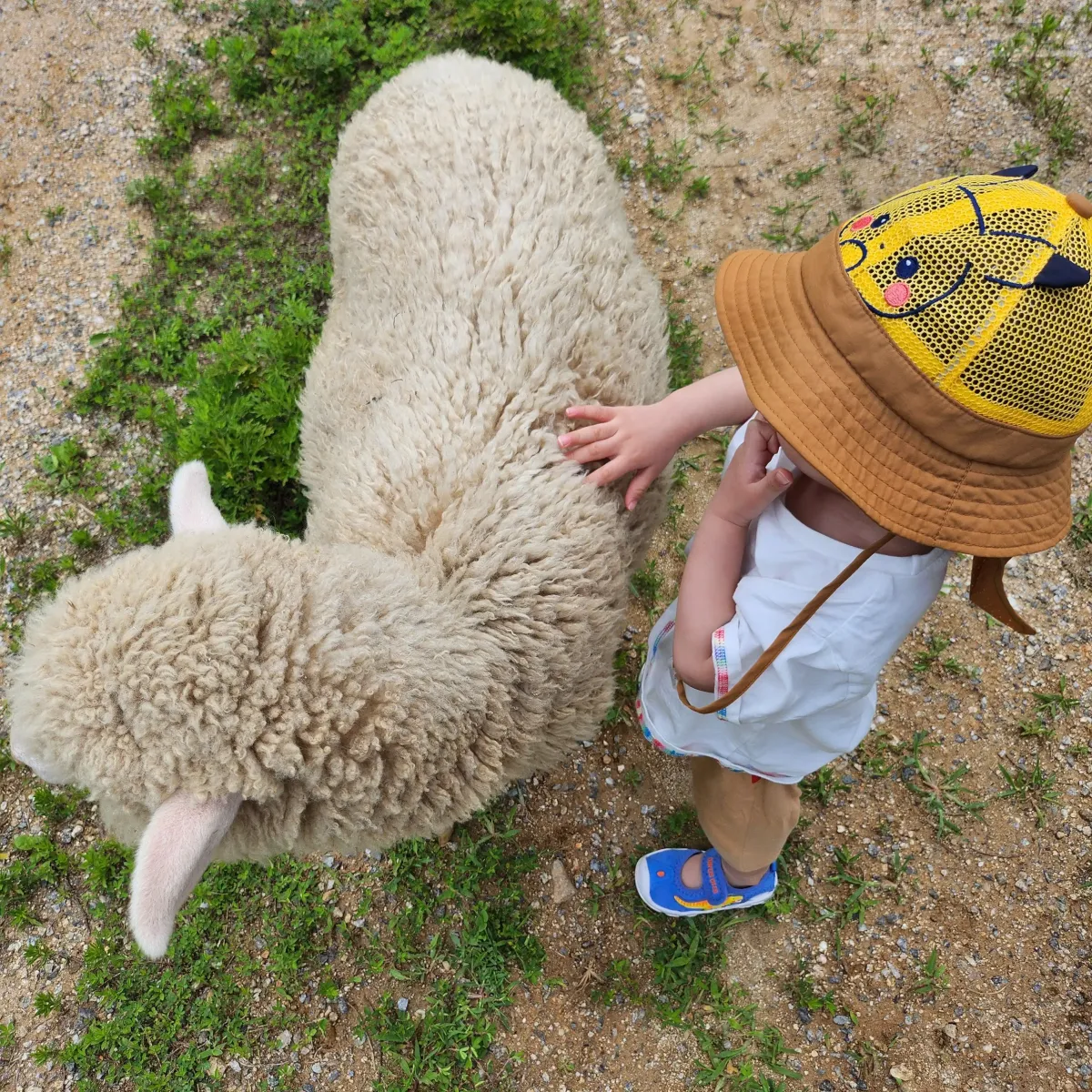 가평-양떼목장-양-만지기