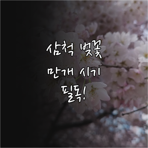 삼척 벚꽃 개화일 만개 시기 및 추천..