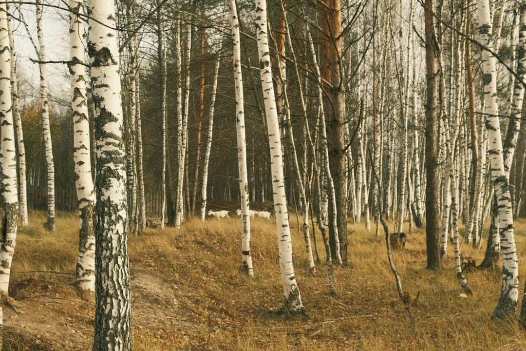 스케니블코인 카드, 결제 시장의 새로운 패러다임 관련 이미지 1