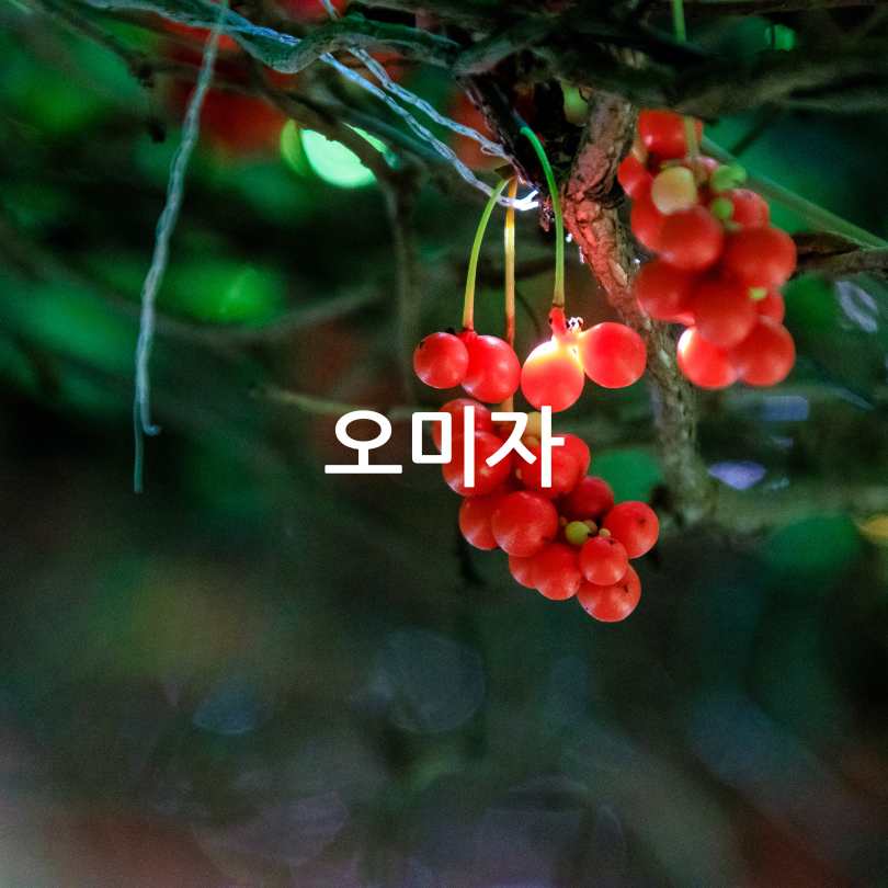 호흡기에좋은음식