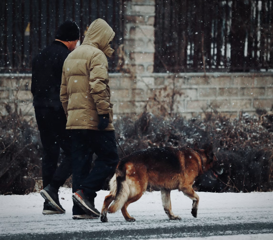 겨울 산책