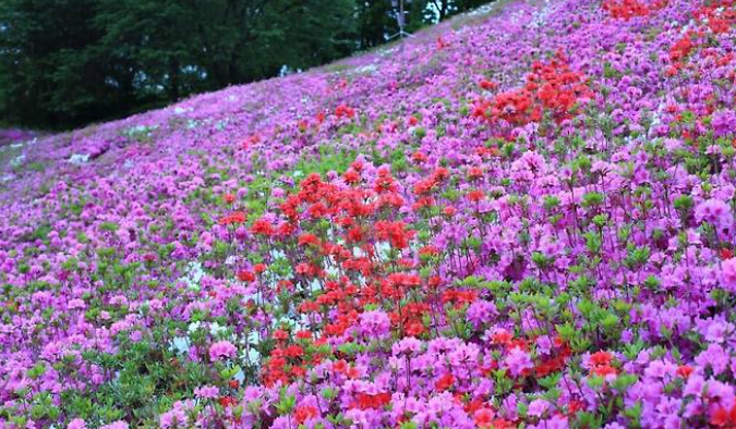 군포 철쭉축제-1