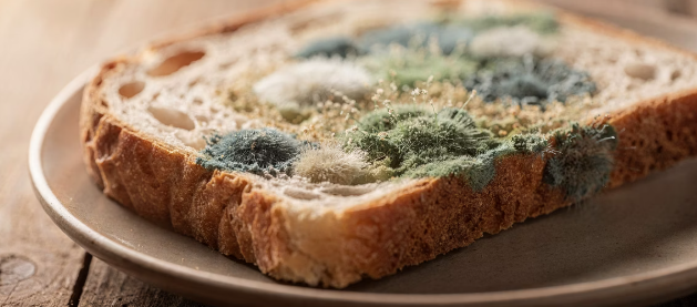 곰팡이 핀 빵 클로즈업 사진