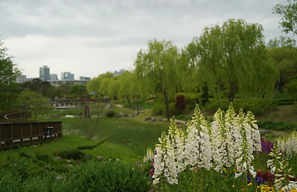 충청권 수국 명소 추천 7곳&amp;#44; 지금 안 가면 손해! 여름 꽃 여행지