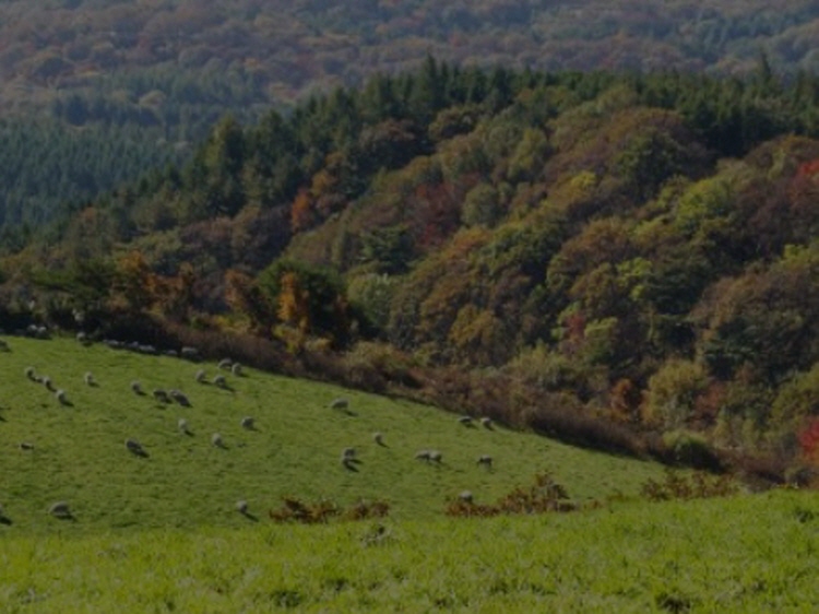 대관령 양떼목장