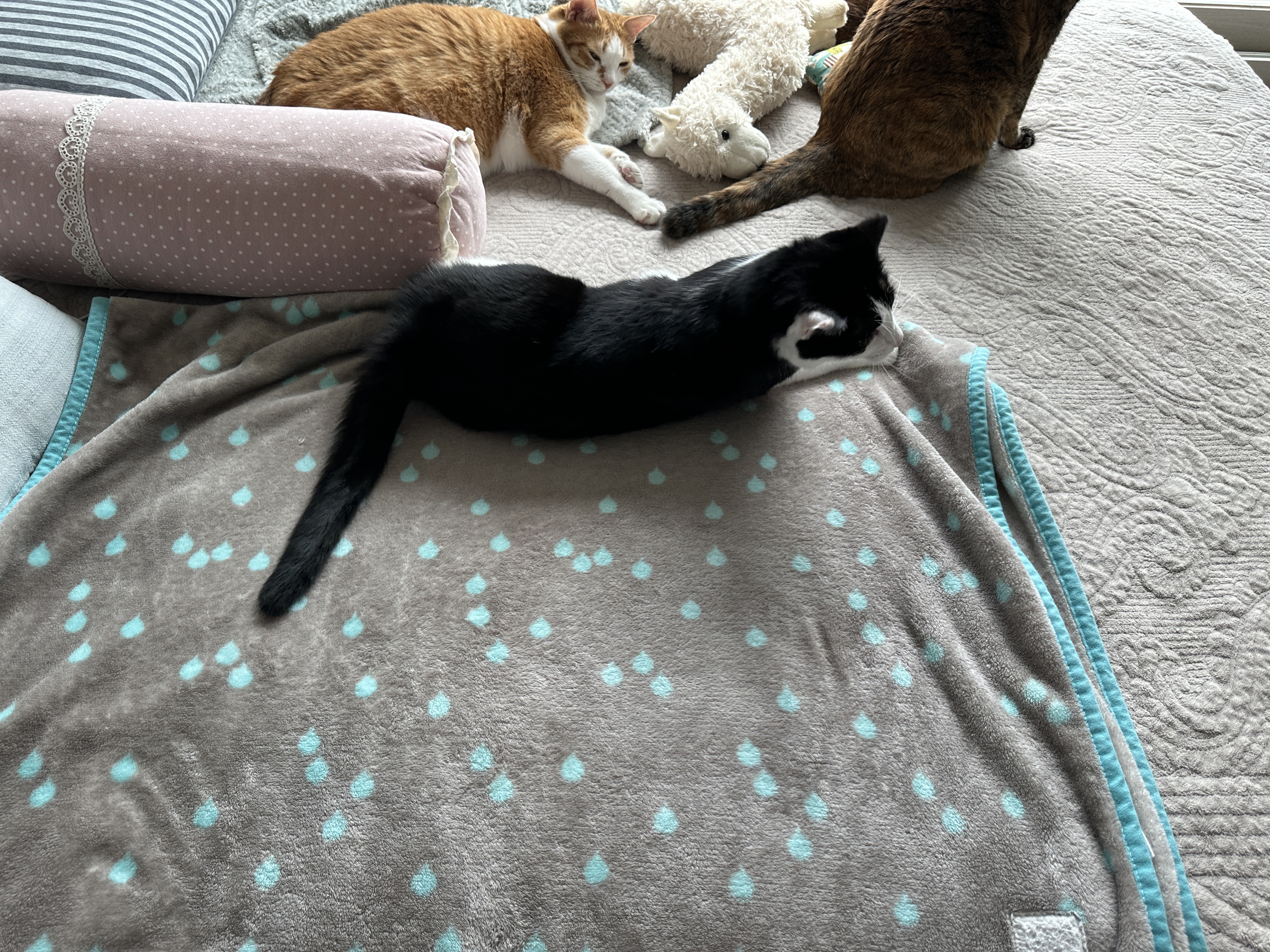 담요_위에서_한바퀴_돌고