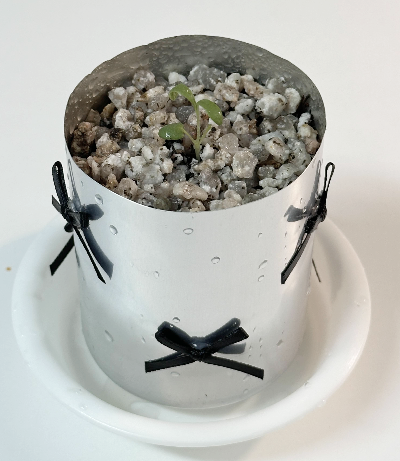 다이소 로즈마리 떡잎