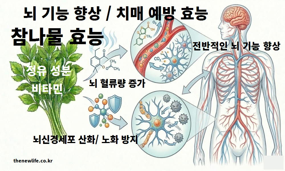 참나물 효능이 뇌 기능 향상과 치매 예방에 도움을 주는 원리를 설명하는 이미지