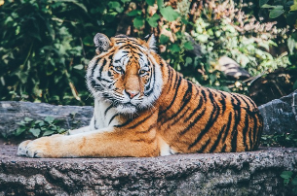 호랑이띠 2025년 운세