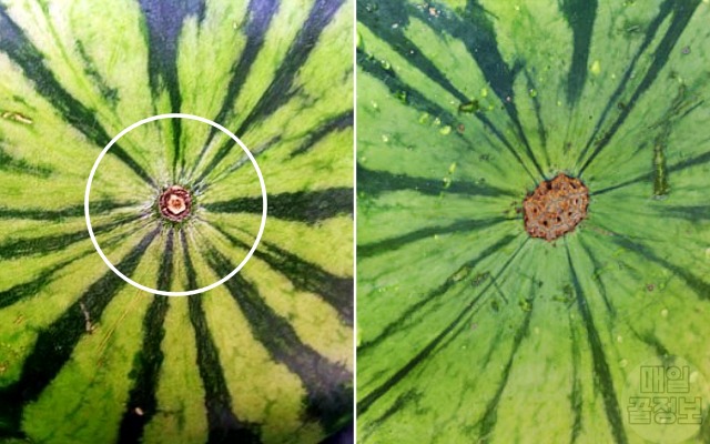 맛있는 수박 고르는법, 잘익은 수박 고르는법, 수박 배꼽