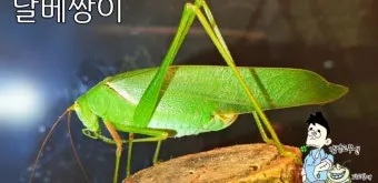 베짱이 vs 배짱이 맞춤법 올바른 표기와 의미 차이 예시로 정리로_26