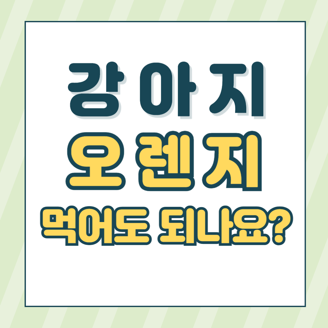 강아지 오렌지 간식