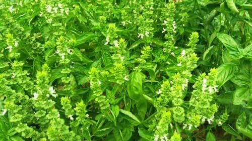 바질-키우기-바질꽃-피는시기-개화시기-꽃말-바질재배