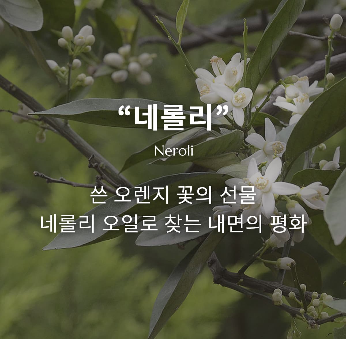 네롤리 오일, 수면과 불안 완화를 위한 자연의 선물