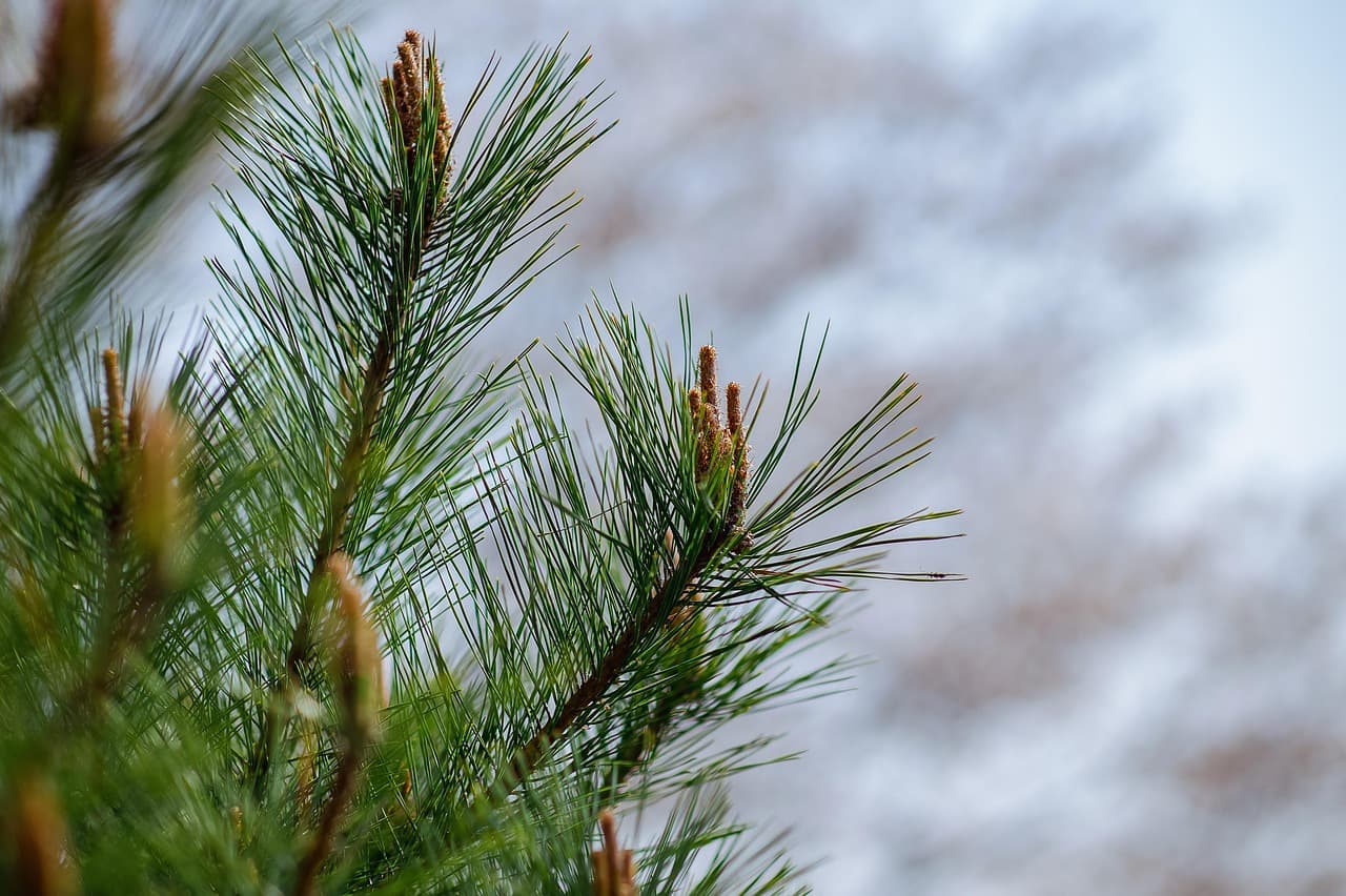 추석 송편의 향기, 솔잎 성분의 항균 작용
