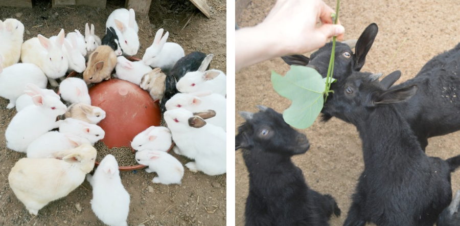 율봄식물원 농업예쑬원 토마토시즌