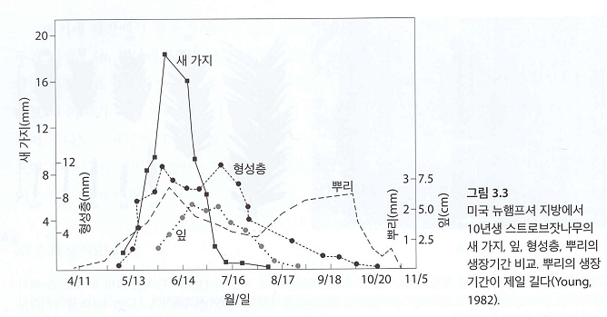 형성층의 계절적 생장