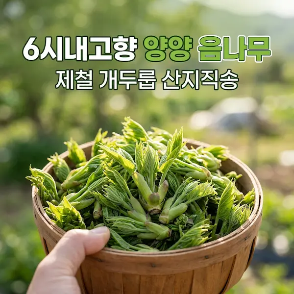 6시내고향 양양 음나무