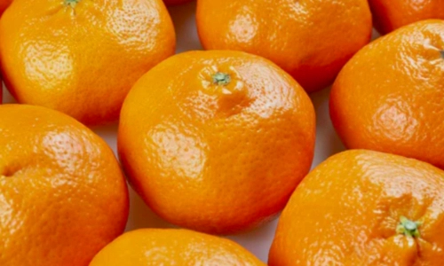 귤 감귤 밀감 차이