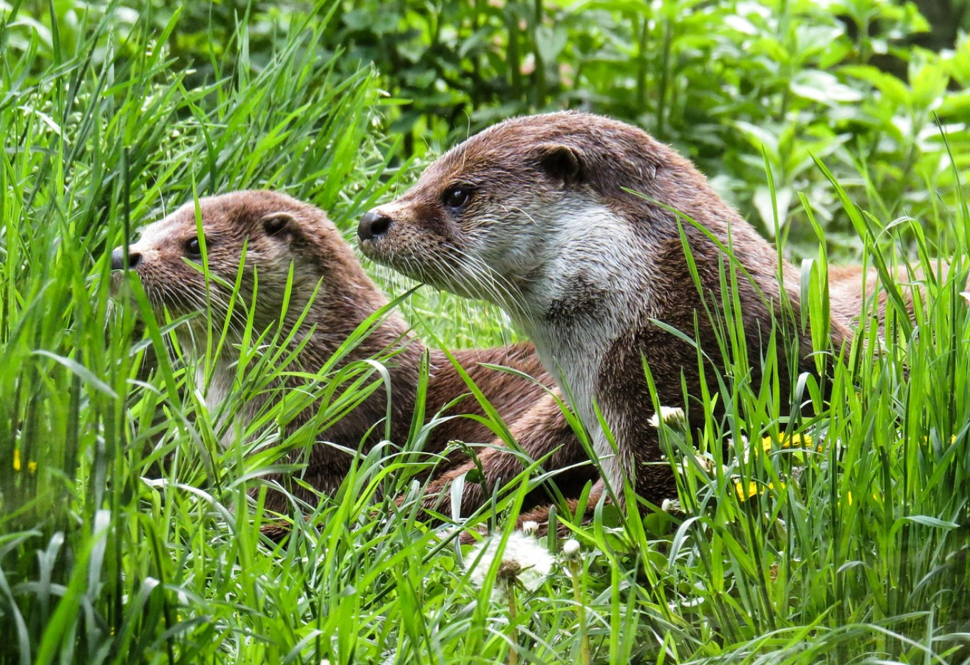 강물의 사냥꾼, ‘수달’ 귀여움 뒤에 숨겨진 민물 생태계의 최상위 포식자