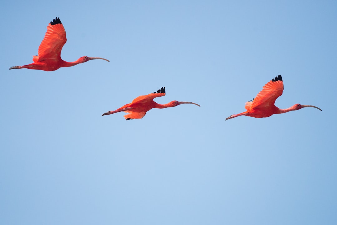 Flamingo