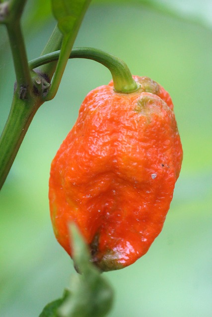 부트 졸로키아 고추