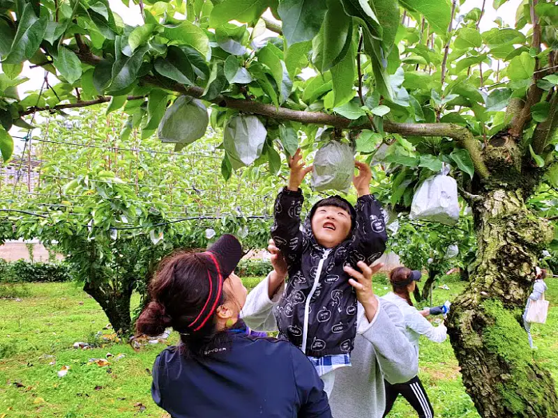  전남 나주 달콤한 과일 배 파는 곳 전국 택배 온라인 전화 주문 추천 