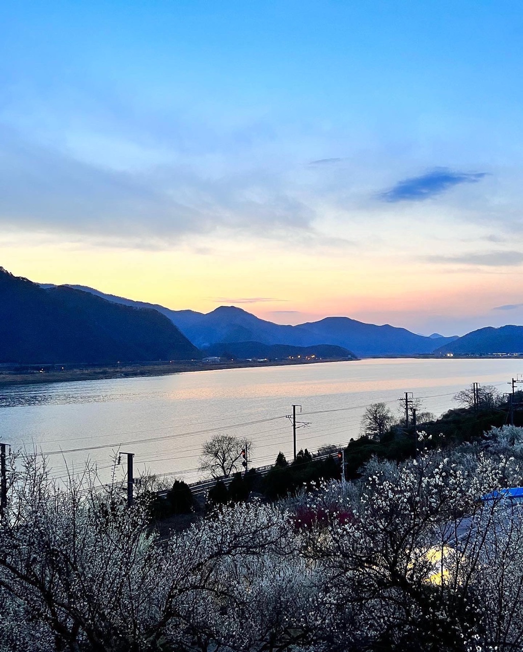 양산-원동-매화축제