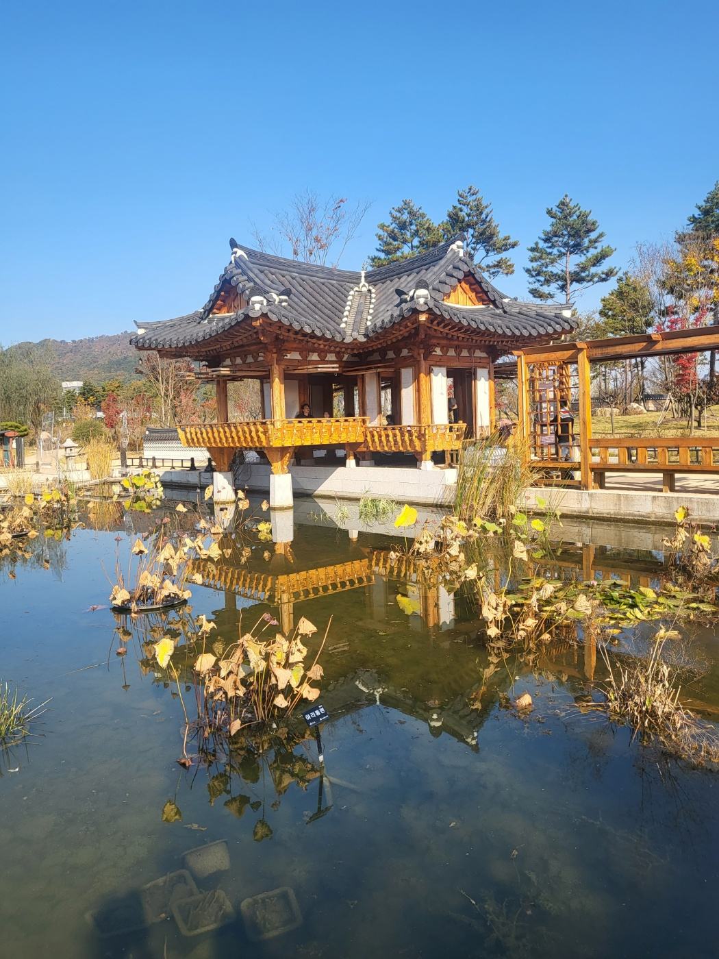 세종 아이와 가볼 만 한 곳 (세종수목원)