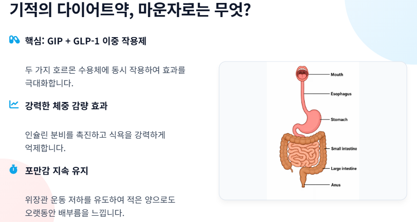마운자로 부작용