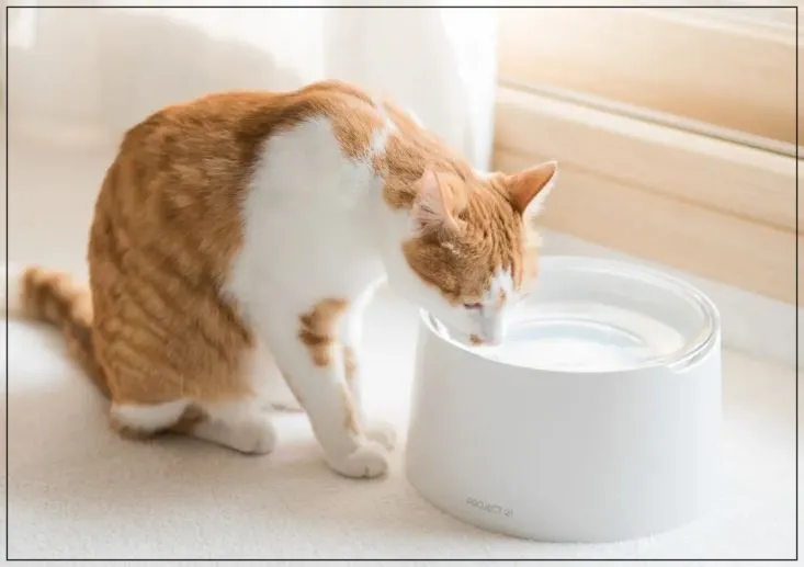 태평양-수반과-고양이