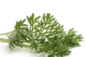 쑥 효능 부작용 하루 섭취량 먹는법_10