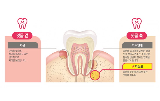 잇몸 구조
