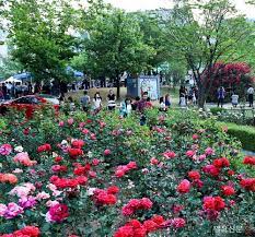 제22회 장미축제 기본정보와 축제 소개 지원이 최수호 출연