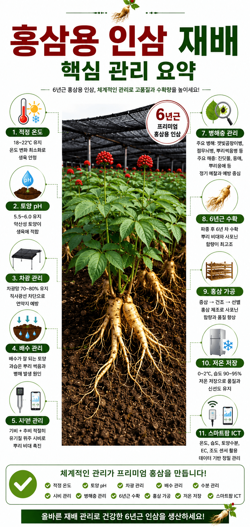 홍삼용 인삼 재배 핵심 관리 인포그래픽