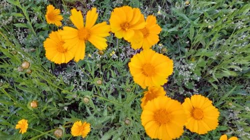 금계국-금계화-번식방법-종자번식-파종시기-심는시기-파종방법-심는방법