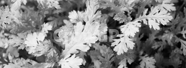 쑥갓 소화 촉진