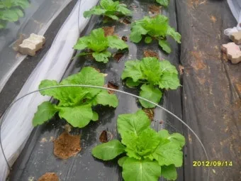 김장 배추 재배 파종 모종 웃거름 결구 수확 타이밍_9