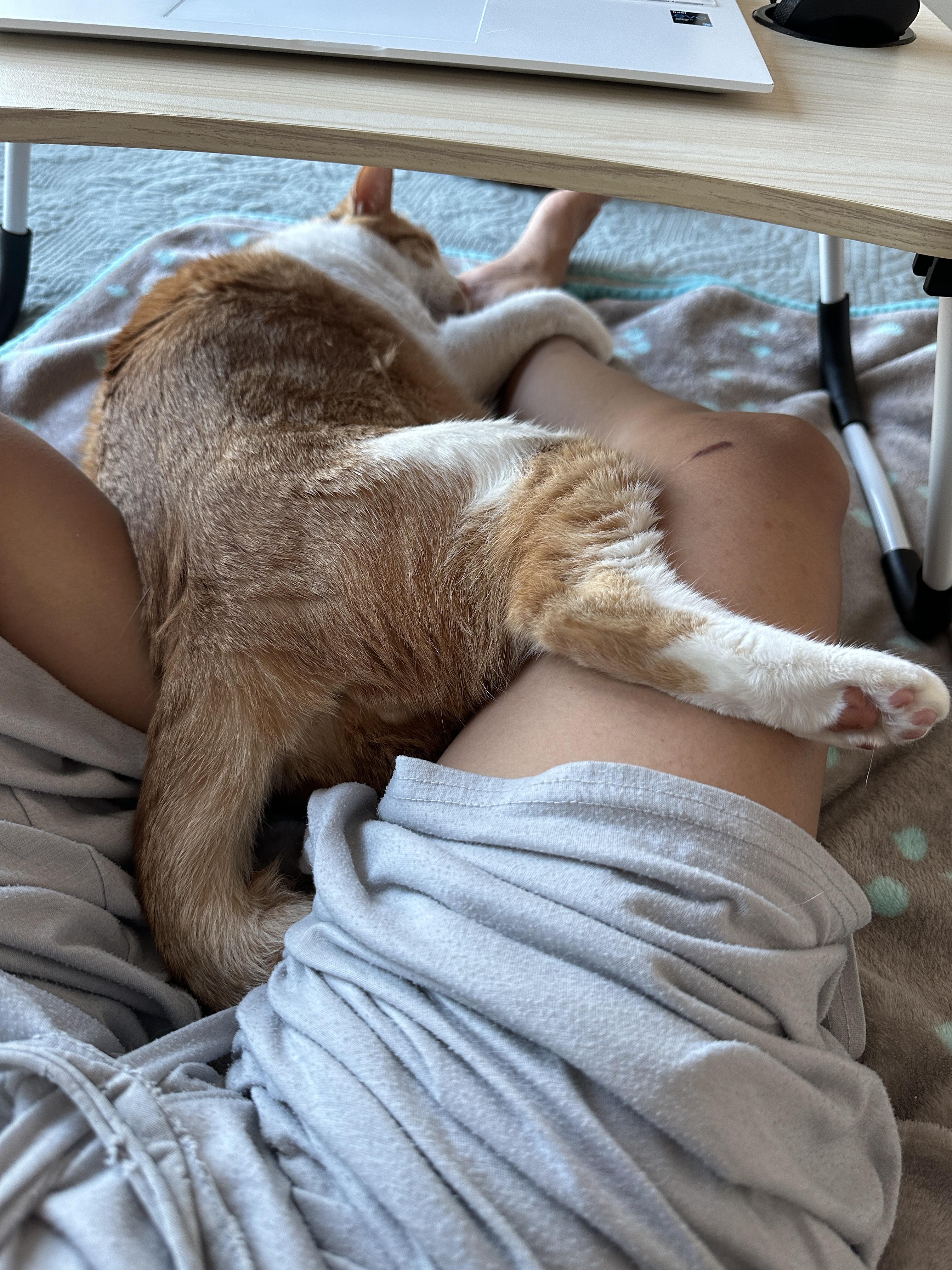 엄마_다리를_바리필로우로_사용하는_막둥이