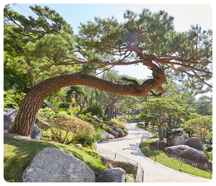 화담숲,소나무 정원