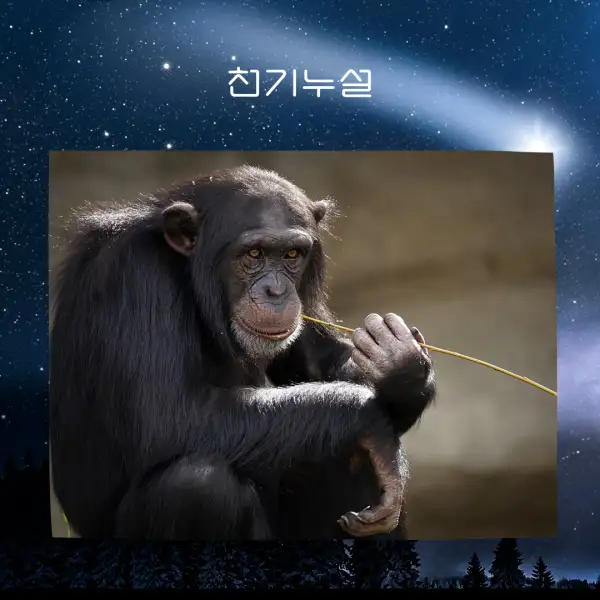 원숭이가 나오는 꿈해몽