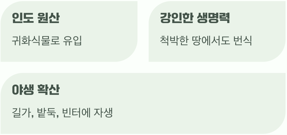 왜 우리 주변에 자라고 있을까?