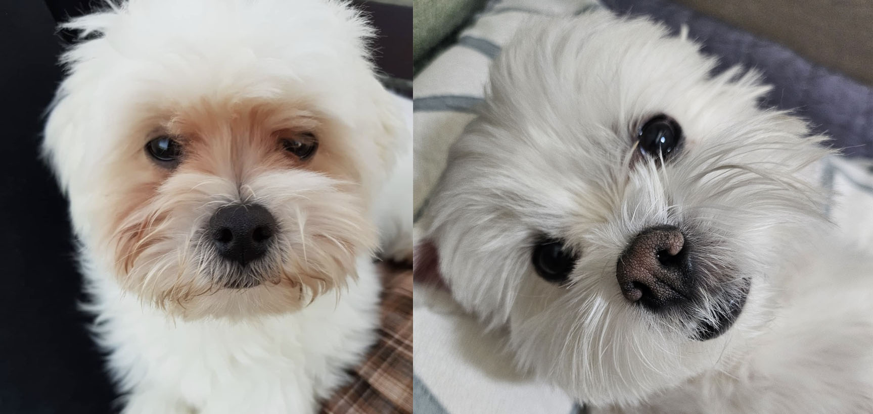 눈물 자국 없어진 강아지