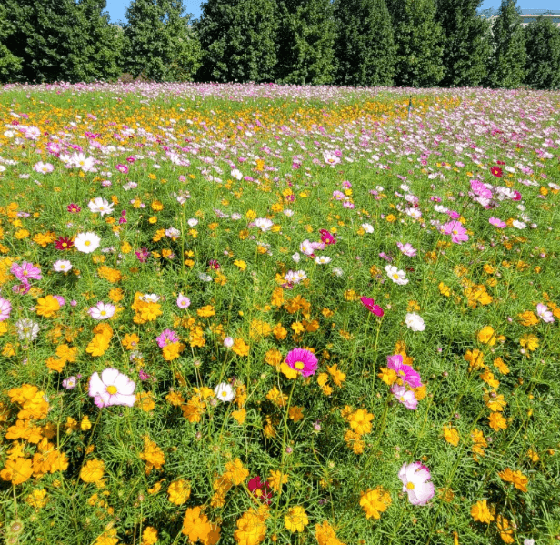 구리코스모스축제-한강예술제-자전거대여 빌려타기-근처맛집-2023년.총정리