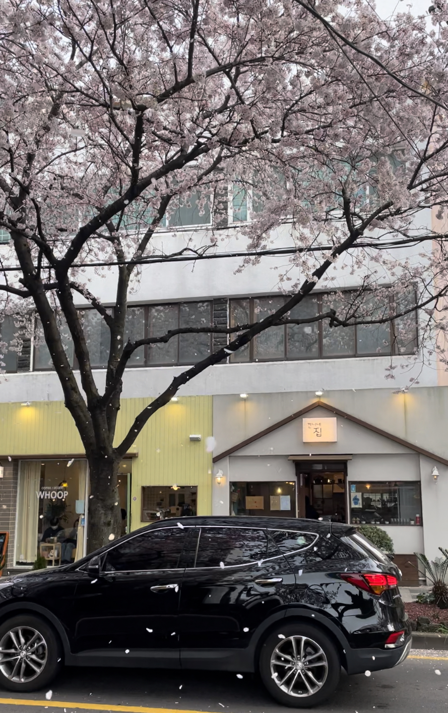 제주벚꽃_전농로