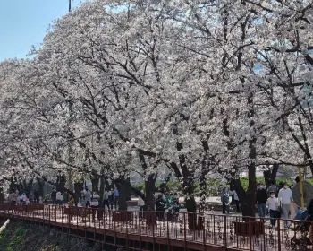 벚꽃 개화시기_10