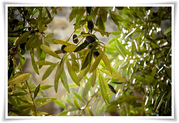 "올리브나무 키우기" 집에서 즐기는 지중해의 향기 정원!