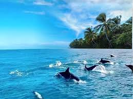 발리카삭 섬 & 돌고래 투어중 만날수 있는 돌고래 사진