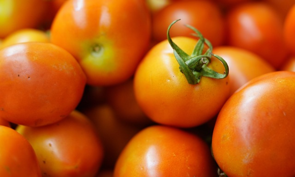 토마토에 들어 있는 주요 영양소